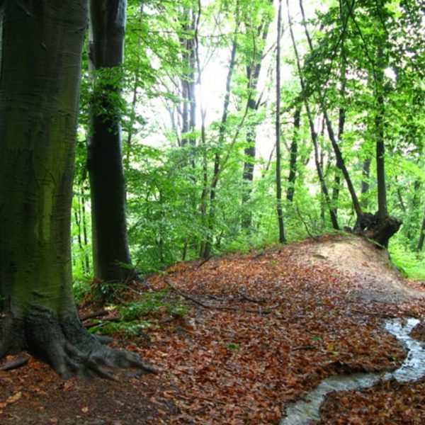 Castagneto Po_Riserva Naturale del bosco del Vaj_689x474